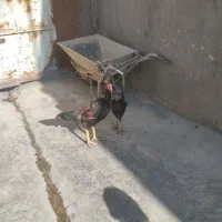 یک جفت لاری و یک جفت غوغاز به فروش می‌رسد