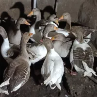 غاز|حیوانات مزرعه|اهواز, اسماعیلیه|دیوار