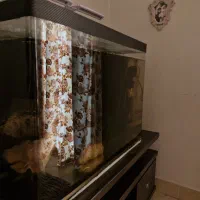 اکواریوم ۸۰ سانتی|ماهی|هشتگرد, فاز ۲ مهستان|دیوار