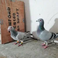 کبوتر سرور پلاکی