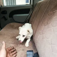 واگذاری یکعدد توله سگ ماده خوجل|سگ|تهران, دانشگاه شریف|دیوار