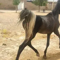 اسب دره شور|اسب و تجهیزات اسبسواری|فسا, |دیوار