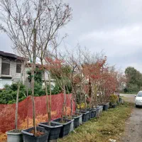 افرا فوری قیمت خیلی مناسب