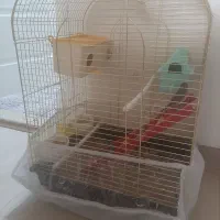 فنچ ۳عددی همراه قفس و لوازم|پرنده|تبریز, |دیوار