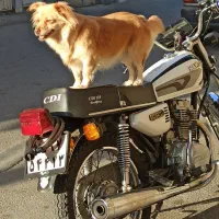 سگ گمشده در نعلبندان گرگان|حیوانات|گرگان, |دیوار