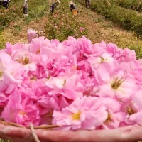 گلاب درجه ۱ بهار