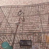 فنج ماده با قفس|پرنده|خرم‌آباد, |دیوار