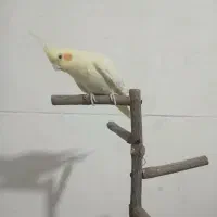 عروس هلندی ماده رام لوتینو بالغ|پرنده|سرپل ذهاب, |دیوار