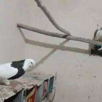 طوقی|حیوانات|همدان, |دیوار