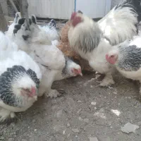 تخم مرغ نطفه دار نژاد برهما|حیوانات مزرعه|هشتگرد, تهران دشت|دیوار