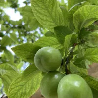 انواع نهال گوجه پیوندی|خدمات باغبانی و درختکاری|جهرم, |دیوار