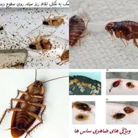 سمپاشی سوسک ساس دریک مرحله یک سال ضمانت سم پاشی