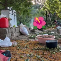 فروش فوری باغ|فروش زمین و ملک کلنگی|پاوه, |دیوار