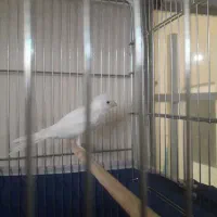 قناری نر سفید جوان سه دانگ|پرنده|کرمانشاه, |دیوار