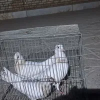 طوقی پرتقالی