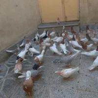 طوقی.کله.ساده.دم سفید.رنگه|پرنده|مشهد, توس (بلوار توس)|دیوار