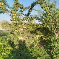 فروش-باغ2000متری