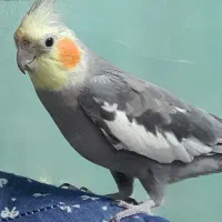 گمشده|حیوانات|چالوس, |دیوار