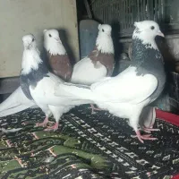 کبوتر طوقی