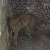سلام گوساله لیموزین
