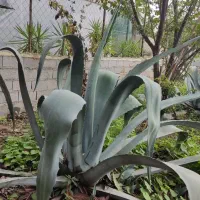 گل آگاو سبز وابلق|گل و گیاه طبیعی|ساری, |دیوار