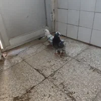 کفتر پرشی|پرنده|قم, علی آباد سعدگان|دیوار