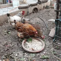 مرغ|حیوانات مزرعه|دورود, |دیوار