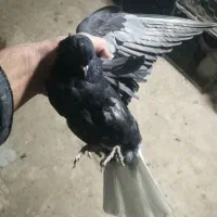 مسافتی و پرشی|پرنده|میانه, |دیوار