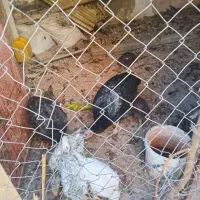 ۷عدد مرغ و خروس۲عددبوقلمون ماده دونه ای ۷۵۰|حیوانات مزرعه|تاکستان, |دیوار