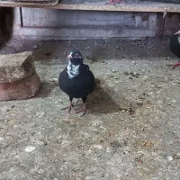 ماده سیاه پلنگ عطیقه