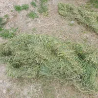 بیده یونجه و جو سهند