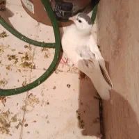 فروش