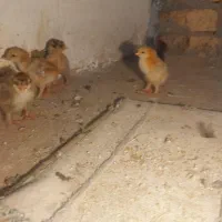 جوجه برهما معاوضه با جوجه گلین مرغ سفید