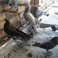 دسه کفتر پلاکی و رنگی|پرنده|شاهین‌شهر, گرگاب|دیوار
