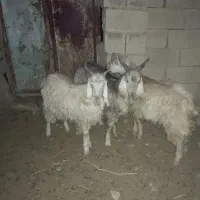 کهره نر