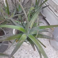گل آلوورا گلدونی ۵۰ تومن آلوئه ورا