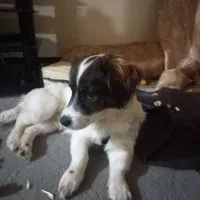 سگ اشپیتز خانگی پاکوتاه|سگ|زاهدان, |دیوار