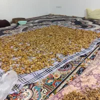 ثعلب|عمده‌فروشی|منجوان, |دیوار