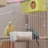 مرغ عشق مولد|پرنده|اصفهان, کوجان|دیوار