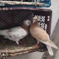 کفتر