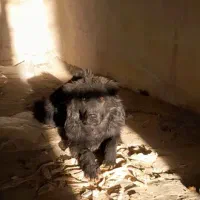 واگذاری دو توله نر و لاس ذات دار روزگاری