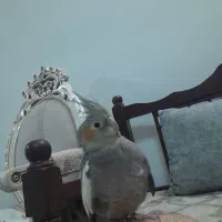 عروس هلندی ماده سینامون