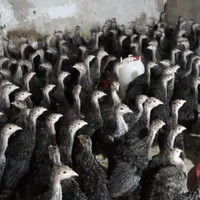 جوجه بوقلمون برنز سینه پهن/نیمچه بوقلمون|حیوانات مزرعه|تهران, نعمت‌آباد|دیوار