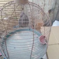 قفس طغری و لونه گرینچیک|لوازم جانبی حیوانات|کرمان, |دیوار
