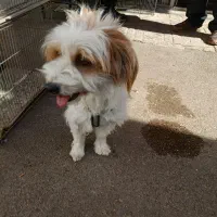 سگ پاکوتاه|سگ|اردبیل, |دیوار