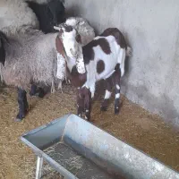 بز پاکستانی ماده اصیل خالص