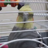 عروس هلندی نر