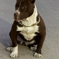 سگ پیتبول|سگ|بهار, |دیوار