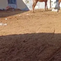 اسب مادیان|حیوانات مزرعه|فرخ‌شهر, |دیوار