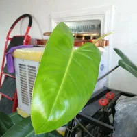 گل آپارتمانی دو عدد